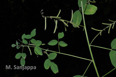 Indigofera trita var. maffei